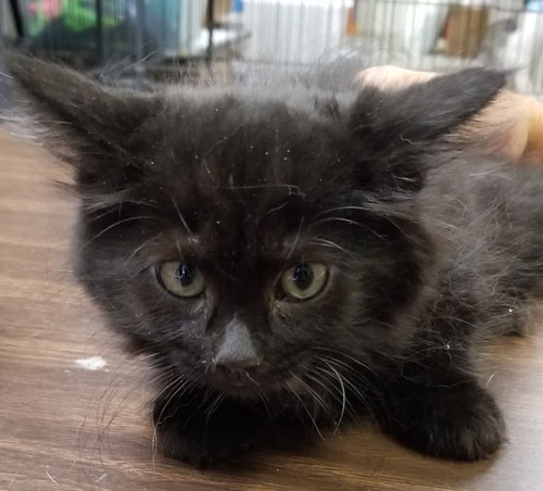 Puddy Tat