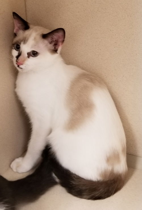 Willow