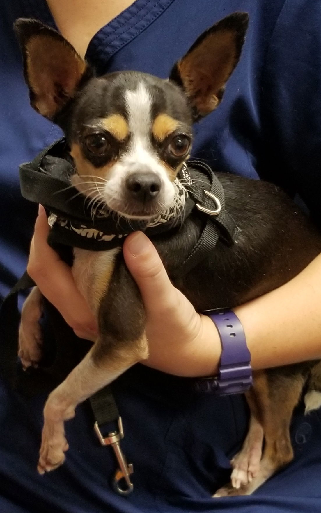 Southern belle best sale chihuahua rescue