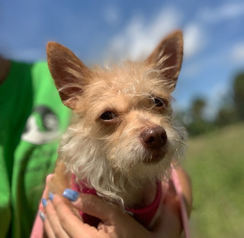 Sophia