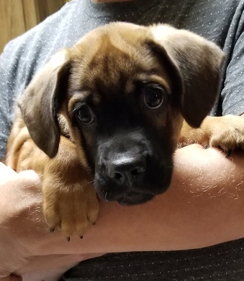 Pierre