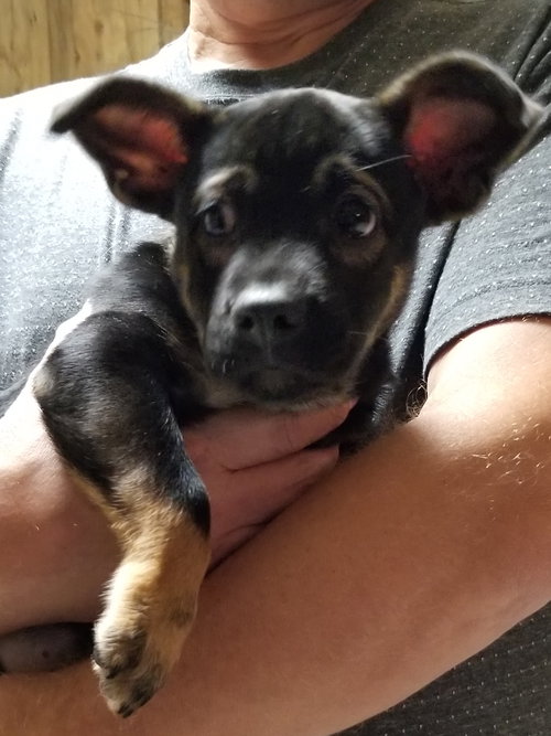 Piper