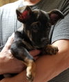 Piper