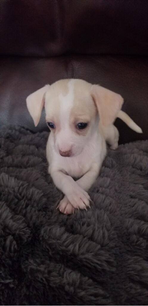 Louie