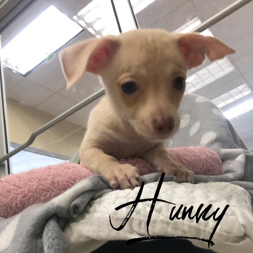 Hunny