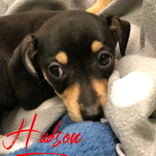 Hudson