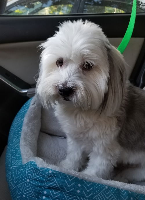 Teddy