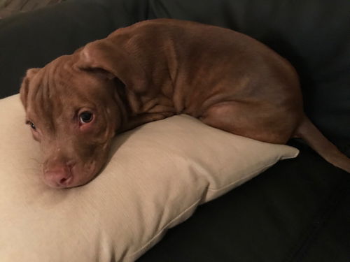 Peanut