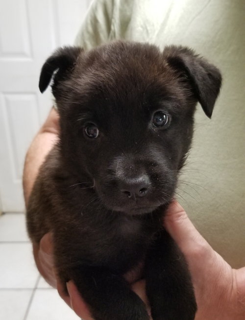 Simba