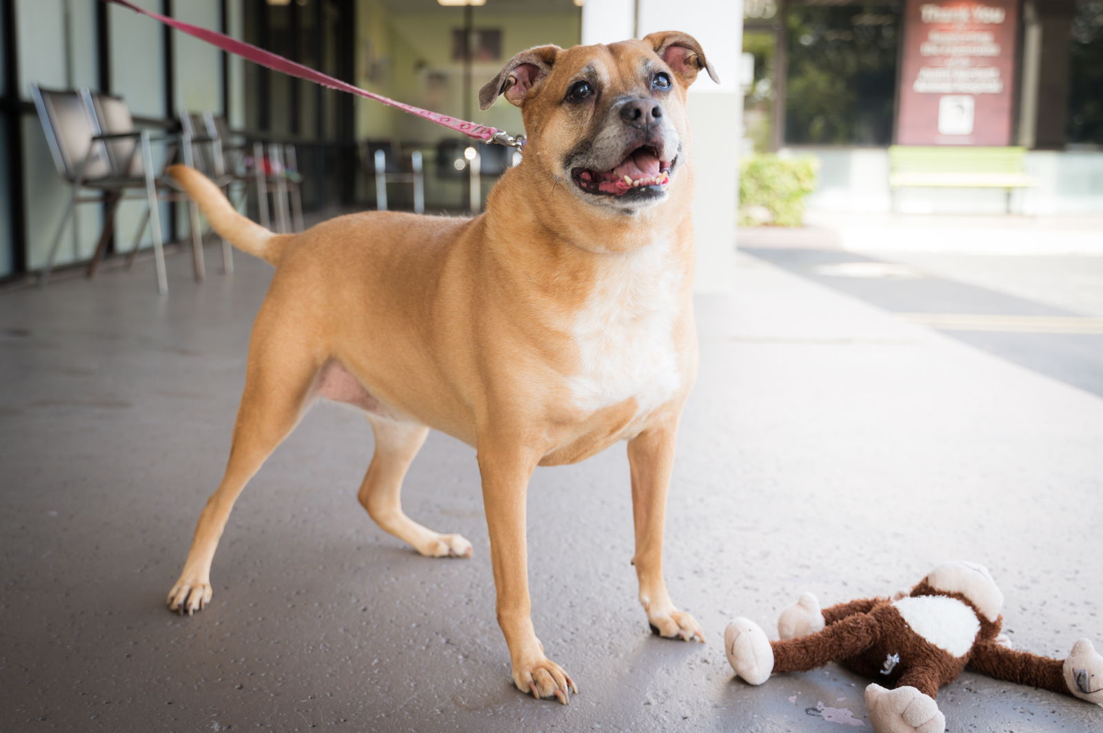 adoptable Dog in Royal Palm Beach, FL named Bella