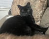Sirius