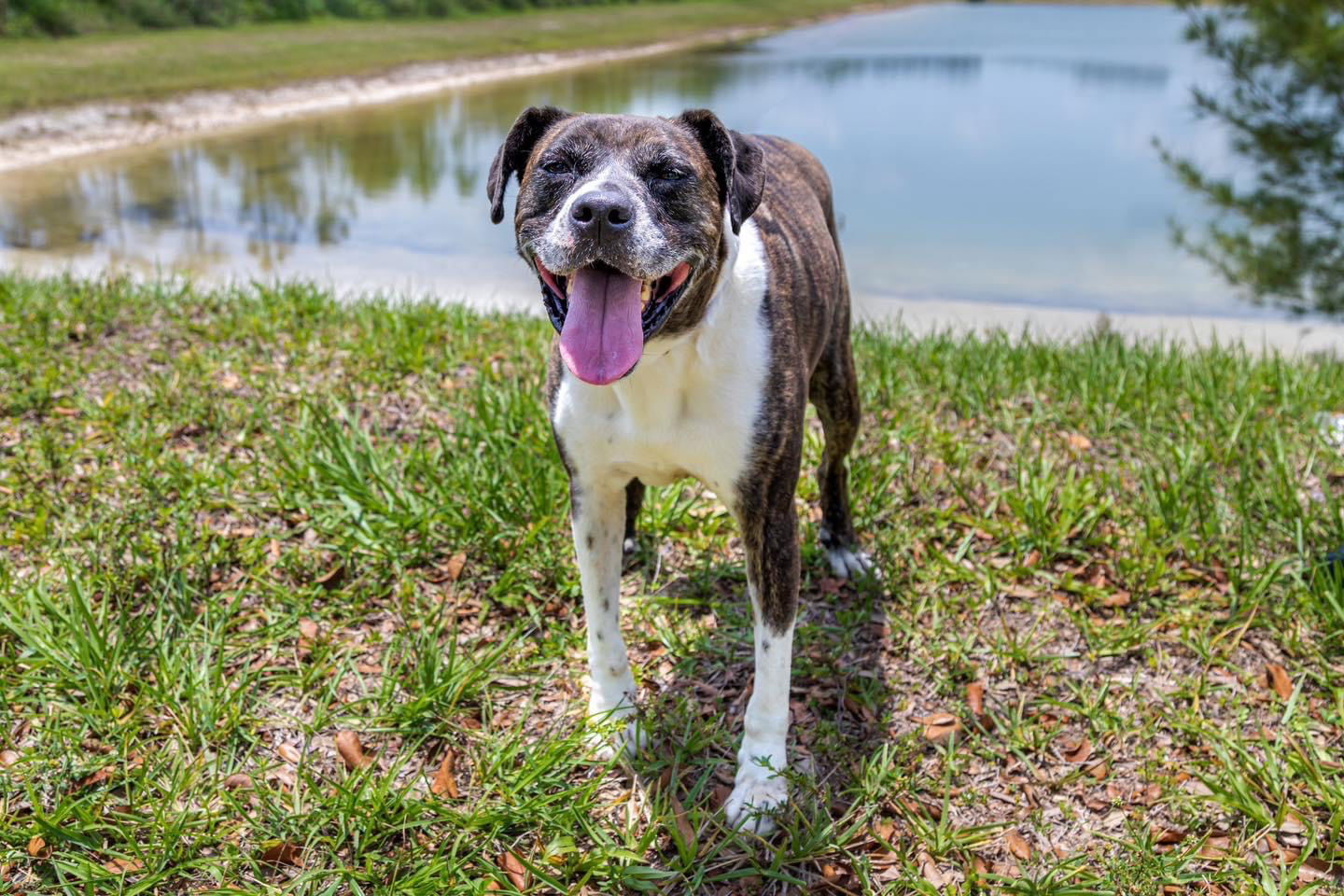 adoptable Dog in Royal Palm Beach, FL named Ellie