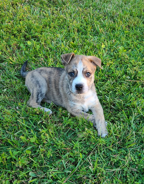 Geronimo