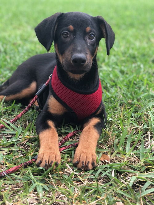 Palmer