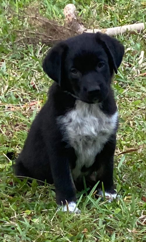 Baloo