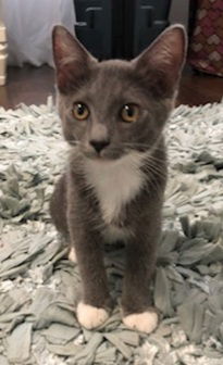 Petunia the Cat