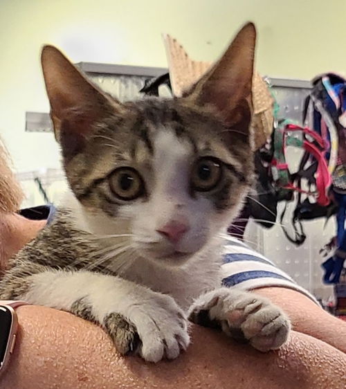 Petey the Cat