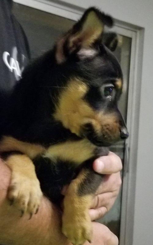 Athena