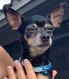 Paquito