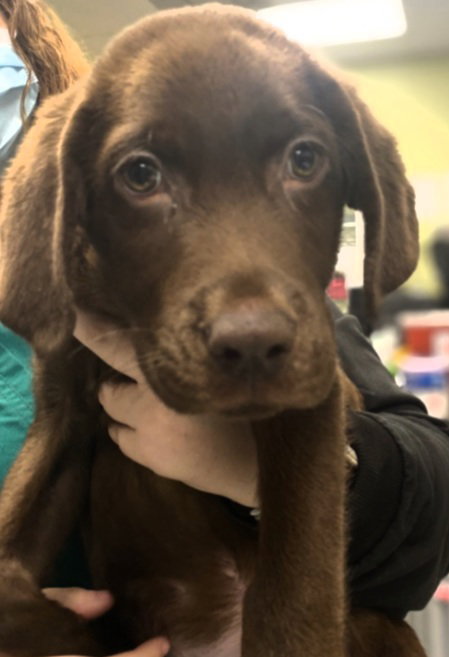 Hershey