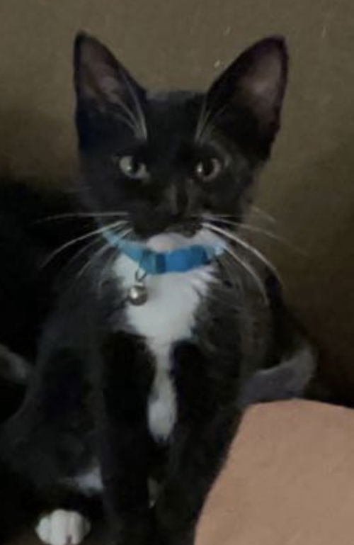 Tasha
