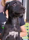 Tizzie