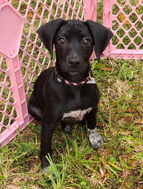 Tizzie