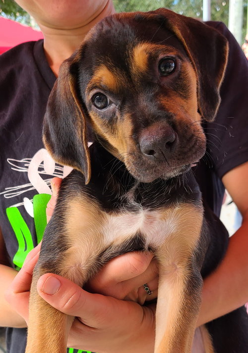Maverick