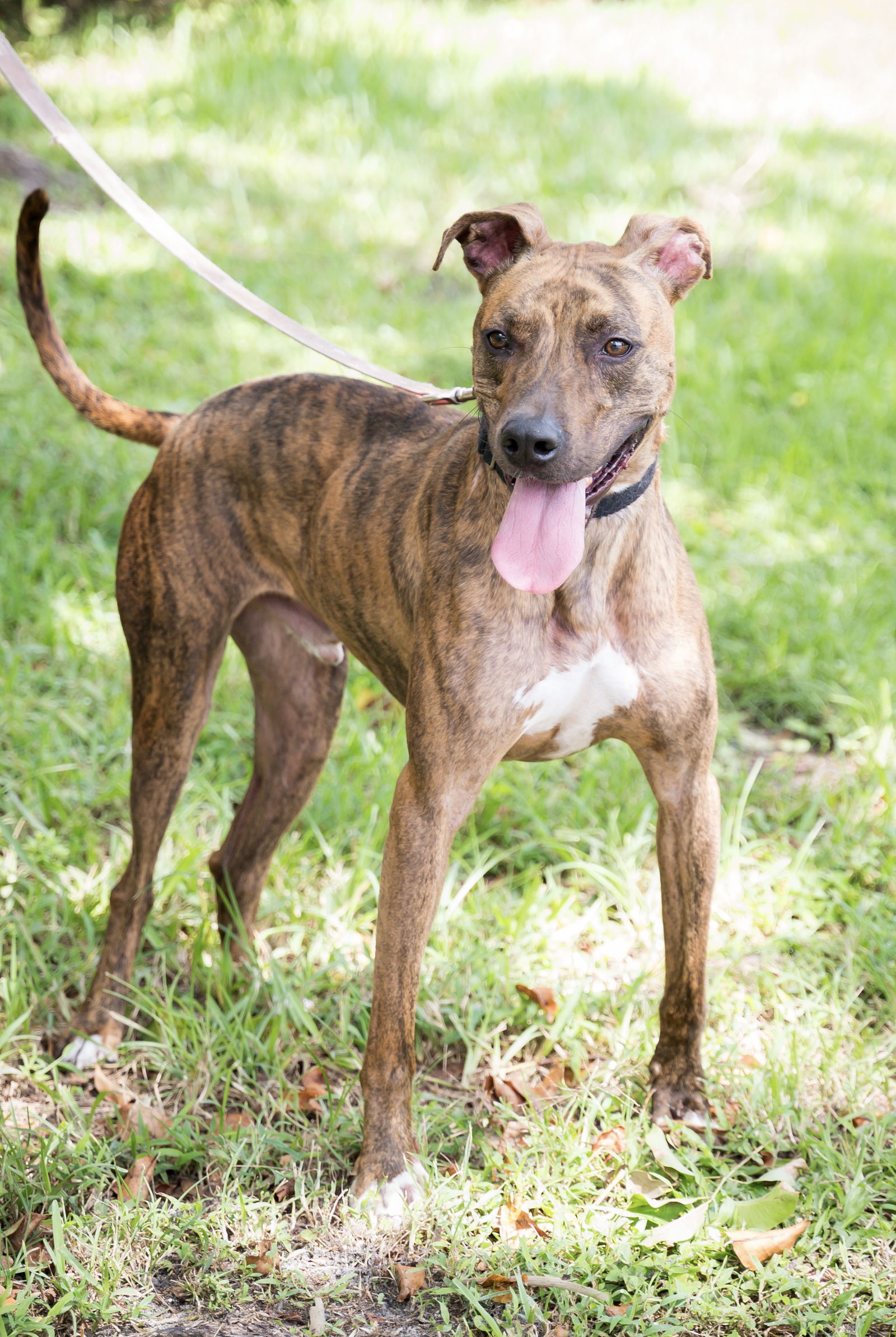 adoptable Dog in Royal Palm Beach, FL named Lyle