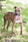 adoptable Dog in  named Lyle