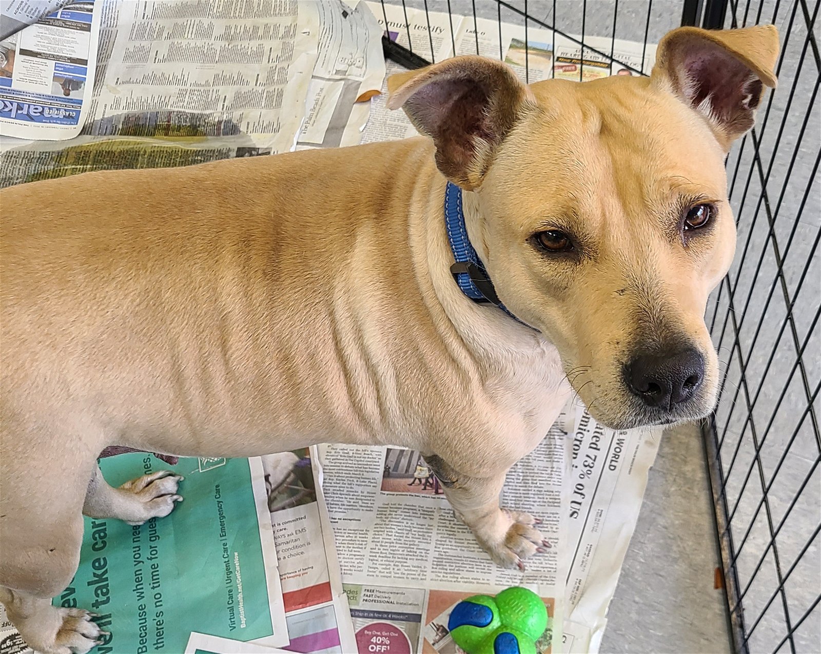 adoptable Dog in Royal Palm Beach, FL named Sweete