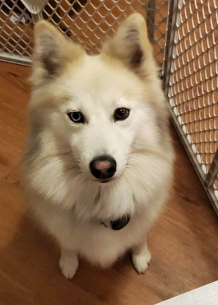 Lobo