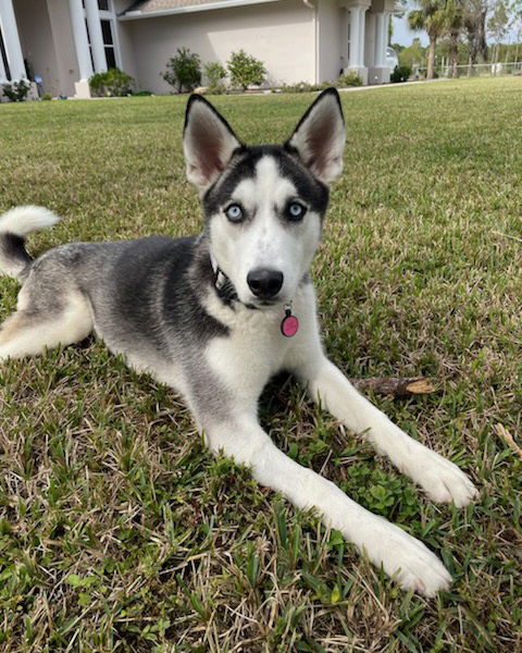 Bella Husky