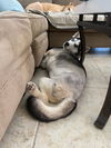 Bella Husky