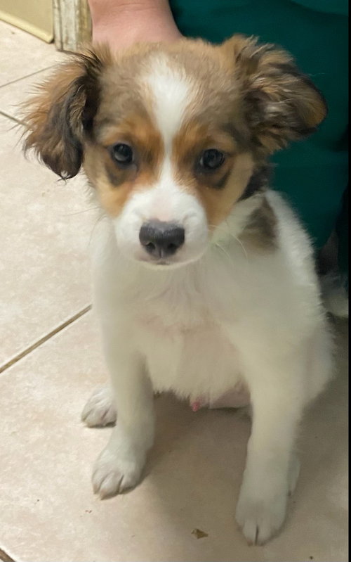 Cooper