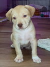 Sparky