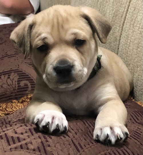 Scout