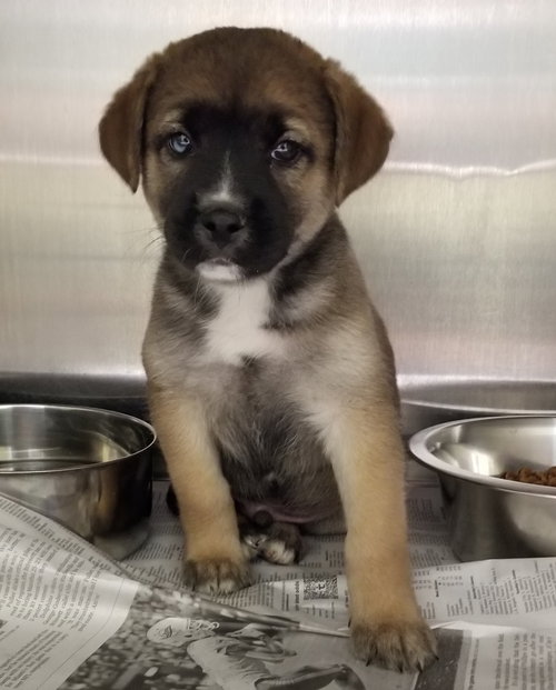 Axel