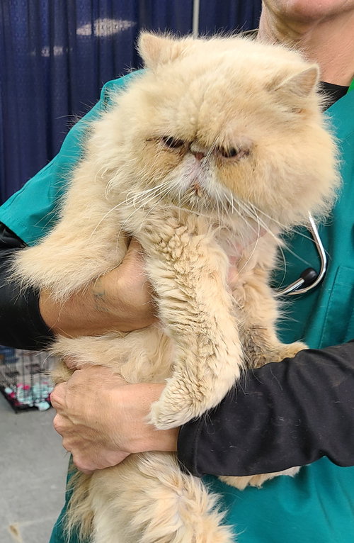 Purrcy