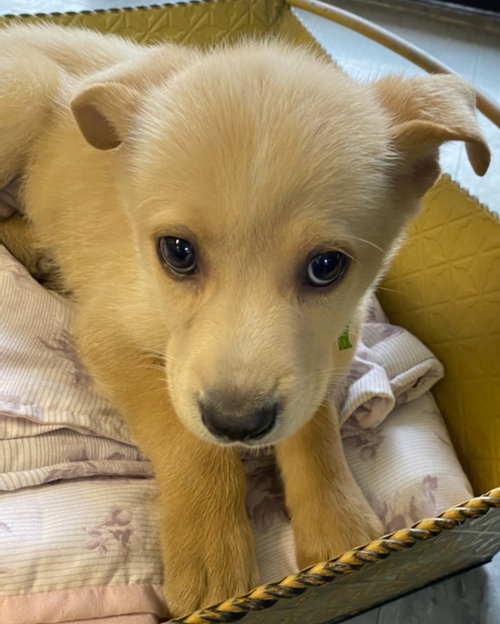 Loki