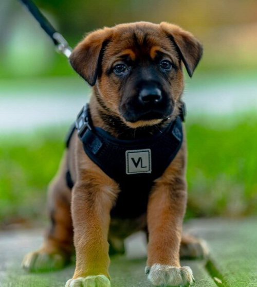 Bruno