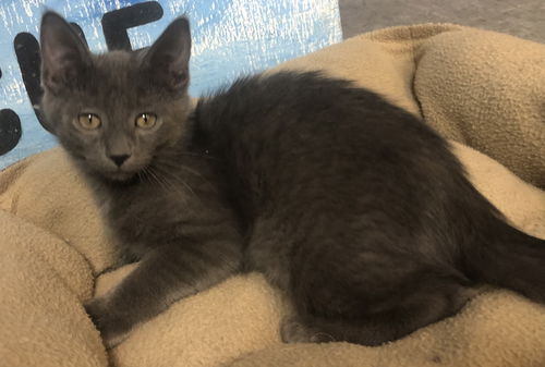 Salem