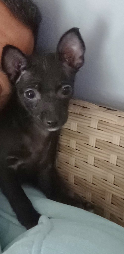 Sweetpea