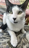 Clarabelle