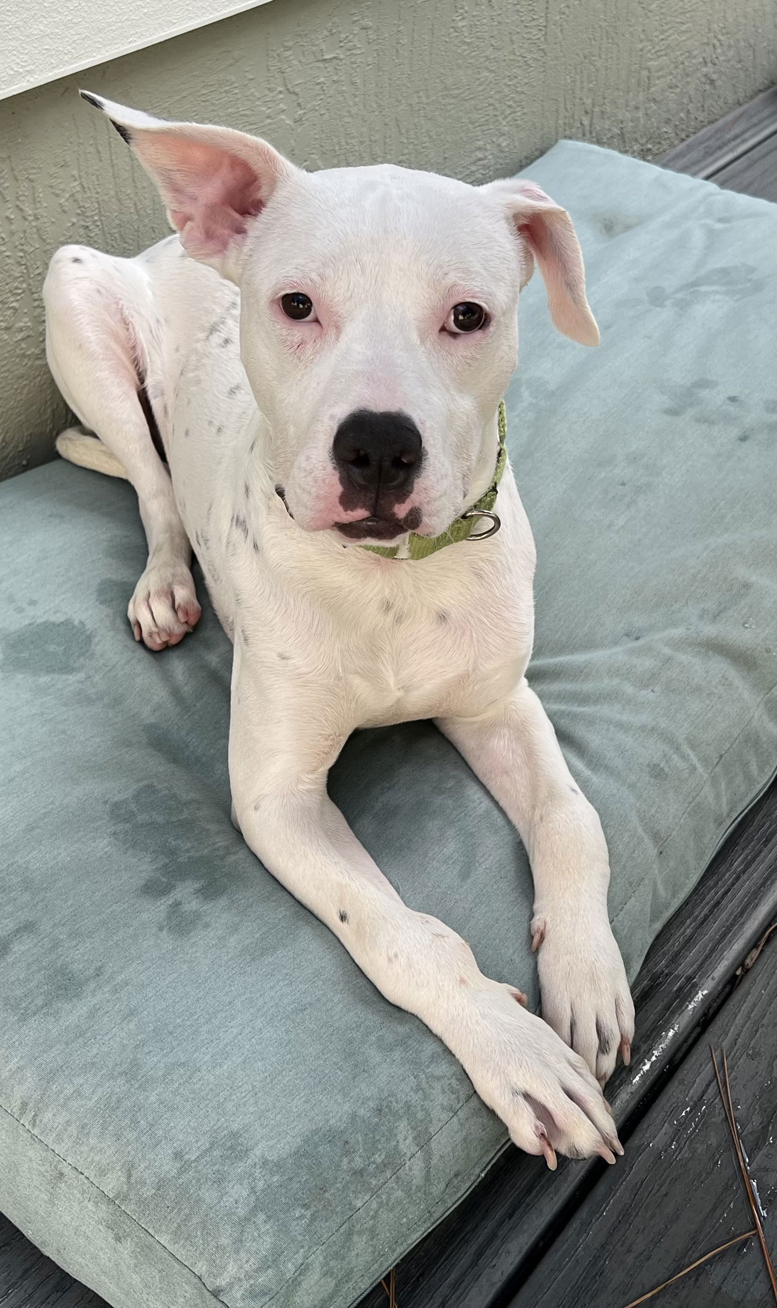 adoptable Dog in Royal Palm Beach, FL named Floppy