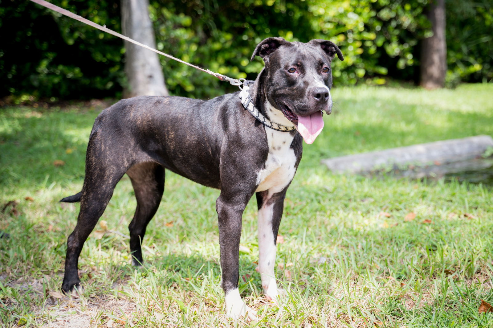 adoptable Dog in Royal Palm Beach, FL named Fiona