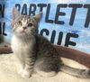 Mitzi
