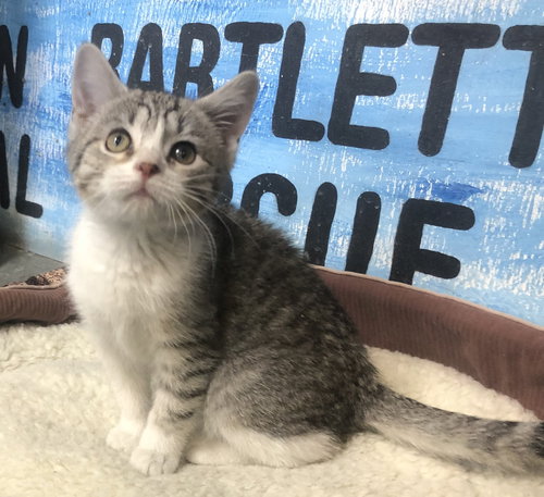 Mitzi