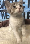 Mitzi