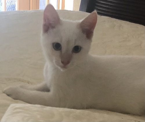 Lorenzo